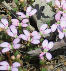 Stylidium perula