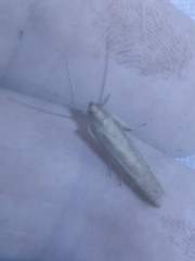 Homoeosoma electella