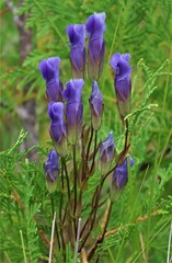 Gentianopsis crinita