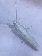 Homoeosoma electella
