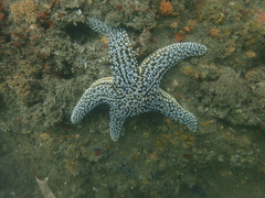 Pisaster giganteus