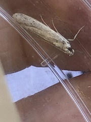 Homoeosoma electella