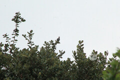 Ptiliogonys cinereus