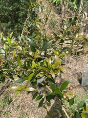 Syzygium smithii