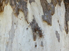 Theseus modestus scutellatus