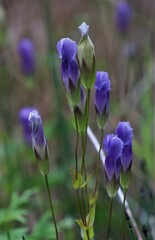 Gentianopsis crinita