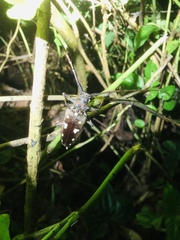 Batocera rubus