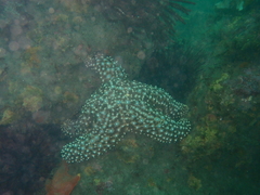 Pisaster giganteus