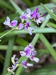 Lespedeza procumbens