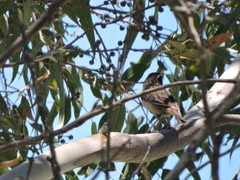 Oriturus superciliosus