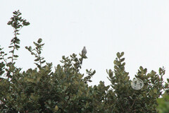 Ptiliogonys cinereus