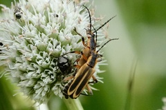 Chauliognathus marginatus