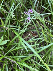 Lespedeza procumbens