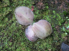 Pinguicula oblongiloba