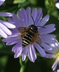 Triepeolus