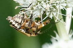 Chauliognathus marginatus