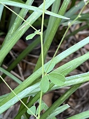 Lespedeza procumbens