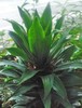 Dracaena fragrans compacta - Photo (c) Gabriel Camilo Jaramillo Giraldo, some rights reserved (CC BY-NC-SA), uploaded by Gabriel Camilo Jaramillo Giraldo