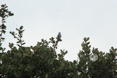 Ptiliogonys cinereus