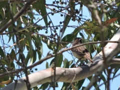 Oriturus superciliosus