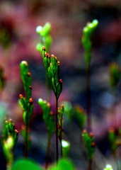 Drosera rotundifolia