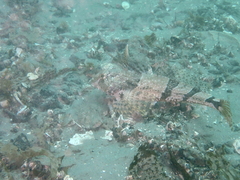 Leiocottus hirundo