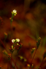 Drosera rotundifolia