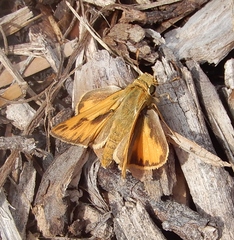 Hylephila phyleus