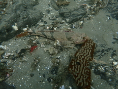 Leiocottus hirundo