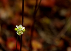 Drosera rotundifolia