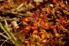 Drosera rotundifolia