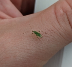 Blepharidopterus angulatus