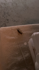 Scutigera coleoptrata