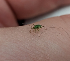 Blepharidopterus angulatus