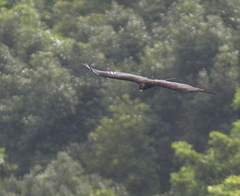 Ictinaetus malaiensis