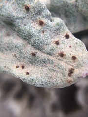 Uromyces intricatus
