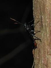 Urocerus cressoni