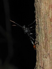 Urocerus cressoni