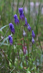 Gentianopsis crinita