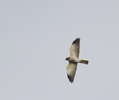 Accipiter soloensis