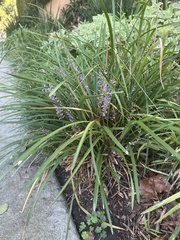 Ophiopogoneae