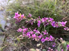 Lespedeza floribunda
