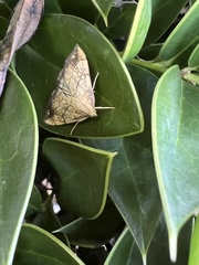 Evergestis pallidata