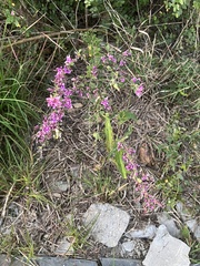 Lespedeza floribunda