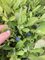 Vaccinium membranaceum