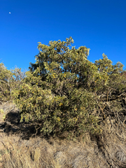 Sophora chrysophylla