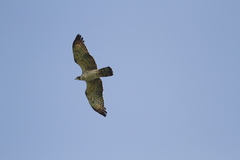 Pernis ptilorhynchus