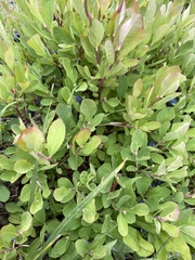 Vaccinium membranaceum