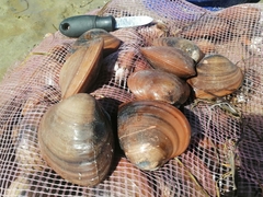 Megapitaria squalida