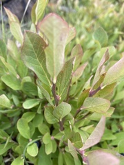 Vaccinium membranaceum